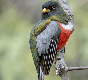 Elegant Trogon